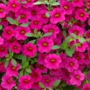 Калiбрахоа Calibrachoa