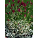 Кровохлебка Sanguisorba