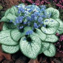 Бруннера Brunnera