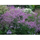 Василистник Thalictrum