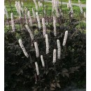 Клопогон Actaea
