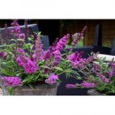 Буддлея Buddleja