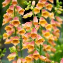 Наперстянка Digitalis