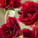 Лапчатка Potentilla