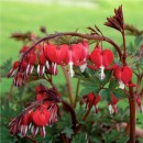Дицентра Dicentra