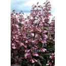 Пенстемон Penstemon