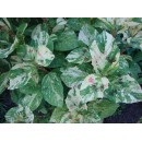 Персикарiя Persicaria