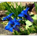Горечавка Gentiana