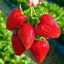 Клубника Fragaria