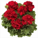 Пеларгонія Champion Pelargonium