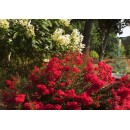 Лагерстроeмiя Lagerstroemia