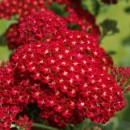 Деревій Achillea