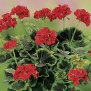Пеларгонія зональна  Pelargonium