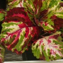 Колеус Coleus