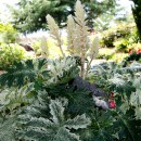 Акант Acanthus