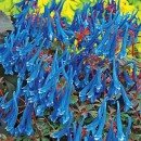 Хохлатка Corydalis