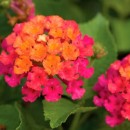 Лантана Lantana