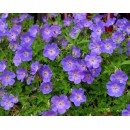 Герань Geranium