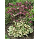 Астранцiя Astrantia