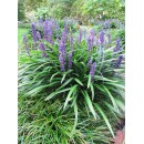 Лiрiопе Liriope