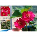 Полуниця Fragaria