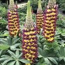 Люпин Lupinus