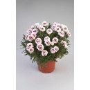 Гвоздика Dianthus