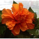 Гібіскуси Hibiscus кімнатні 