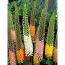 Eремурус Eremurus