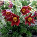 Сон-трава Pulsatilla