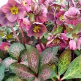 Морозник Helleborus Pippa's Purple