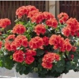 Пеларгония Pelargonia Champion Salmon