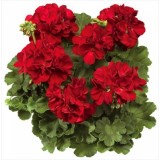 Пеларгония Pelargonium Calliope Dark Red