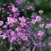 Thalictrum rochebrunianum