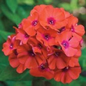 Флокс Phlox Flame Coral