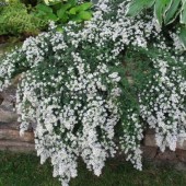Астра Snowflurry
