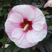 Гибискус Hibiscus Perfect Storm