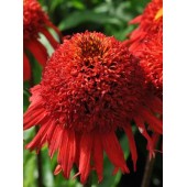 Эхинацея Echinacea Sweet Chili