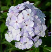Флокс Phlox Flame Blue