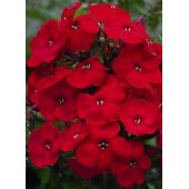 Флокс Phlox Flame Red