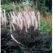 Клопогон Actaea Black Negligee