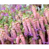 Ориганум Origanum Amethyst Falls