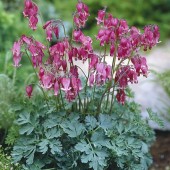 Дицентра Dicentra Luxuriant