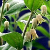 Диспоропсис Disporopsis
