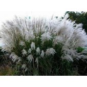 Мискантус Miscanthus Grosse Fontane