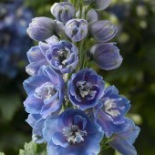 Дельфиниум Delphinium Delphina Light Blue White Bee