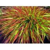 Хаконехлоа Hakonechloa Mulled Wine