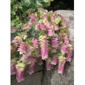 Ориганум Origanum Kent Beauty