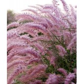 Пеннисетум Pennisetum Karley Rose