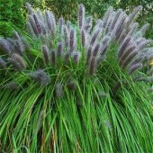 Пеннисетум Pennisetum Moundry